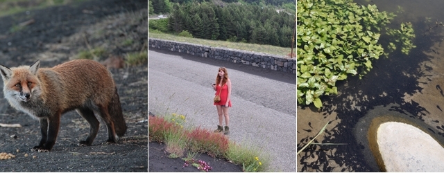 Flora e Fauna