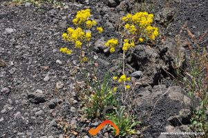 yellow flower on the rocks